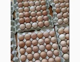 Зображення для оголошення Инкубационное яйцо