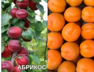 Зображення для оголошення Саджанці Абрикоса та Персика найкращі сорти