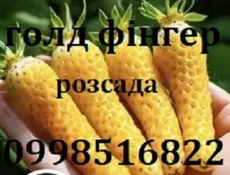 Зображення для оголошення Полуниця сорту Голд фінгер
