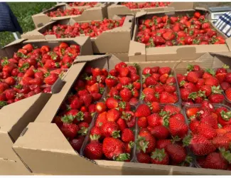 Зображення для оголошення Продам саджанці полуниці