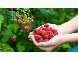 Зображення для оголошення Продам саджанці малини Гленд Емпл