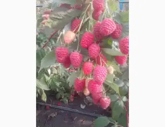 Зображення для оголошення Саджанці малини