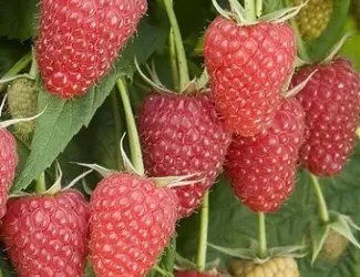 Зображення для оголошення Крупноплодная малина Атлант