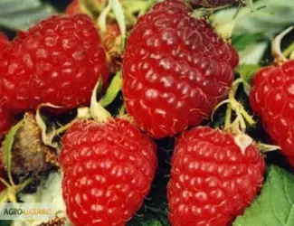 Зображення для оголошення Продажа чистосортных саженцев малины с питомника