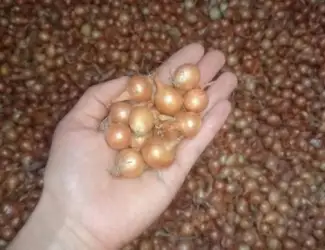 Зображення для оголошення Продам СЕВОК арпаж