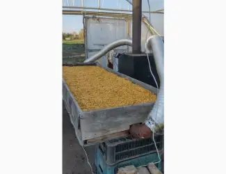 Зображення для оголошення Продам насіння гарбузи Хоккайдо