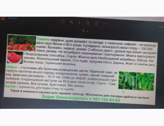 Зображення для оголошення Насіння овочевих культур