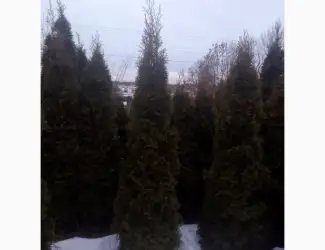 Зображення для оголошення Продам туї оптом