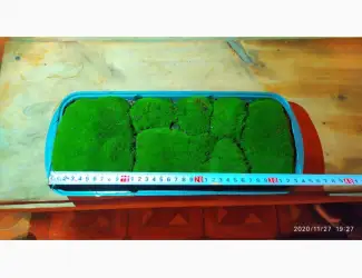 Зображення для оголошення Мох кочка живой