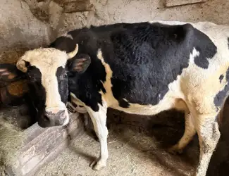 Зображення для оголошення Говядину живым весом