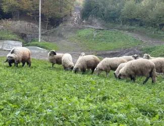 Зображення для оголошення Продам Баранину живою вагою!