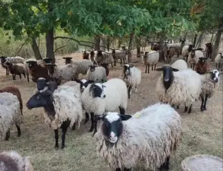 Зображення для оголошення Продам баранину,ягнятіну живою вагою або тушкой