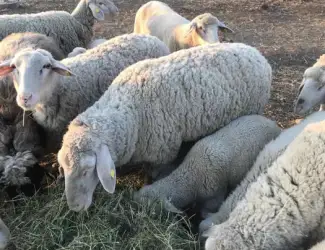 Зображення для оголошення Вівці , жива вага , вівці на мясо. Овцы живой вес