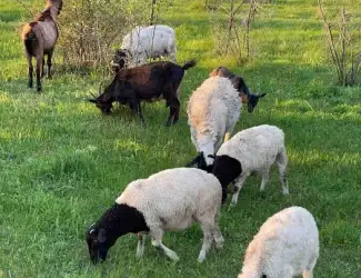 Зображення для оголошення Вівці дорпери (овцы, бараны) ціна за кг