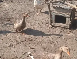 Зображення для оголошення Продам гусей ,живим весом,порода: велика сіра.