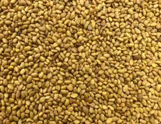 Зображення для оголошення Продам оптом насіння люцерни