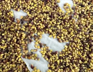 Зображення для оголошення Продам оптом насіння конюшини
