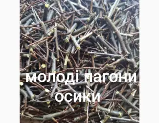Зображення для оголошення Пагони молодої осики