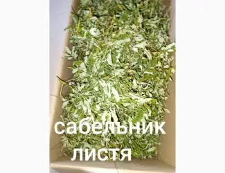 Зображення для оголошення Сабельник листя