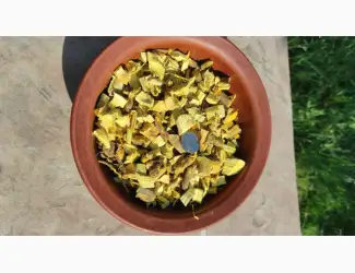 Зображення для оголошення Продам коріння барбарису
