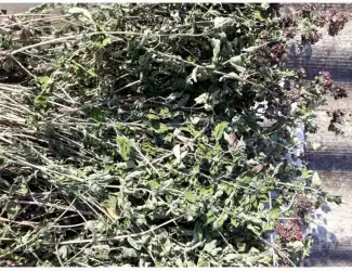 Зображення для оголошення Материнка oregano