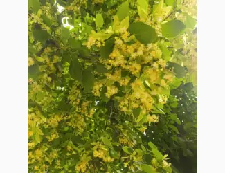 Зображення для оголошення Куплю липу