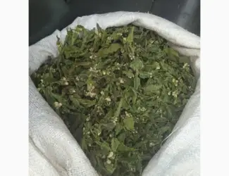 Зображення для оголошення Куплю яснотку