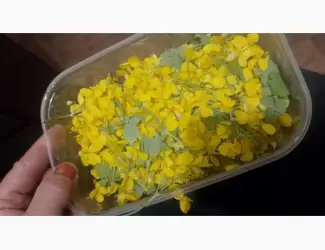 Зображення для оголошення Продам лекарственные травы в больших количествах с экологически чистых регионов