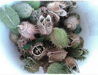 Зображення для оголошення Дурман семена (Datura) в коробочке