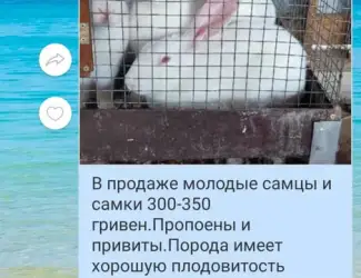 Зображення для оголошення Кролики привиты продажа живым весом и мясом