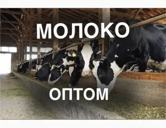 Зображення для оголошення Продаж молока оптом від виробника – 5 000 кг/день