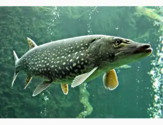Зображення для оголошення Зарыбление водоема личинкой хищных видов рыб