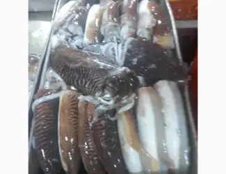 Зображення для оголошення Special Offer - Frozen Bonito (Пеламида / Пиламида) Frozen on board