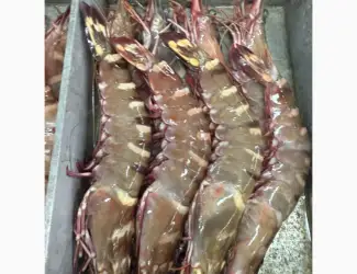 Зображення для оголошення Mauritania fishing coast