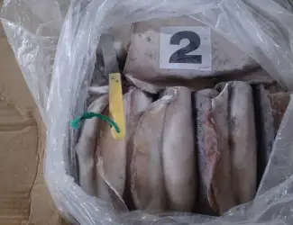Зображення для оголошення Wholesale seafood supplier Mauritania fishing coast Nouadhibou fishing harbor Nouakchot