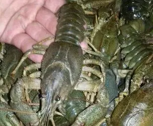 Зображення для оголошення Куплю раки