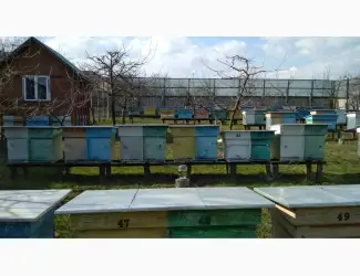 Зображення для оголошення Продам бджолопакети та бджолосім'ї