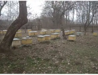 Зображення для оголошення Продам бджолосім'ї