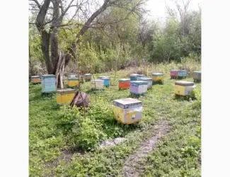 Зображення для оголошення Продам бджолосімї