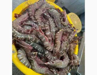 Зображення для оголошення Octopus_fresh