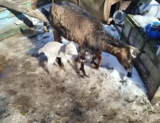 Зображення для оголошення Продам козу дойную
