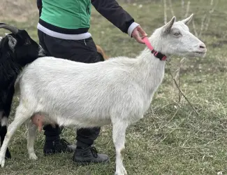 Зображення для оголошення Коза дойная зааненка
