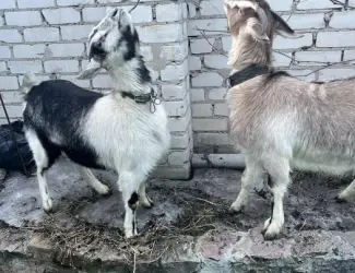 Зображення для оголошення Продаются молодые козочки 1 год, альпийские