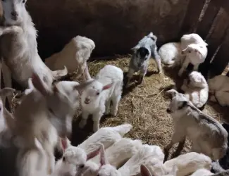 Зображення для оголошення Продажа козлят Альпийской и Зааненской породы
