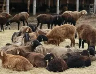 Зображення для оголошення Продаж курдючних овець та баранів для розведення