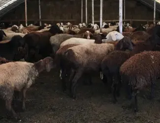 Зображення для оголошення Продажа баранов и валухов