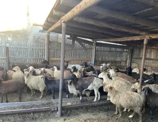 Зображення для оголошення Продажа курдючных баранов на мясо и разведение