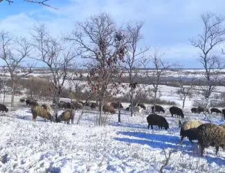 Зображення для оголошення Продам овец , баранов