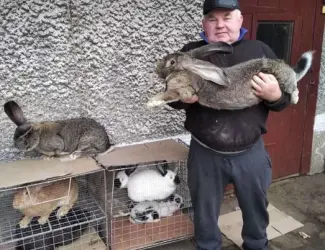 Зображення для оголошення Продаж кролів та кроленят різного віку, 8 порід
