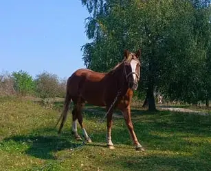 Зображення для оголошення Продаж спокійного коня, працює сам